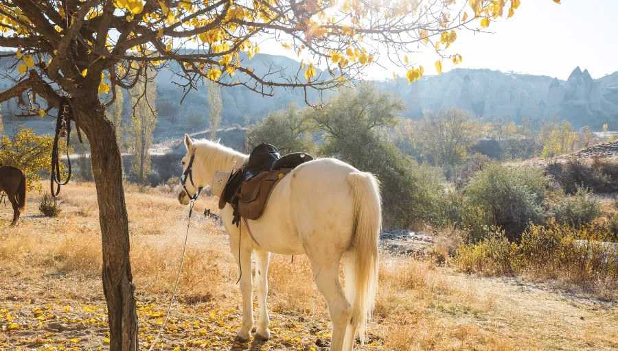 Kapadocja konno photo 6